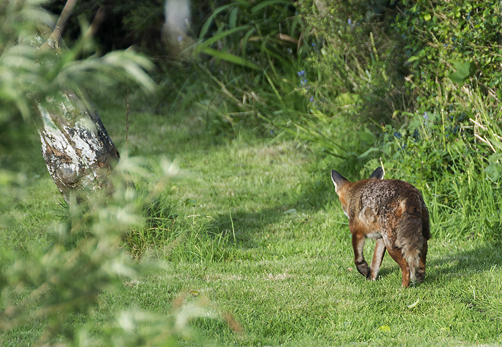 Lis jaki by�... ka�dy widzia�.