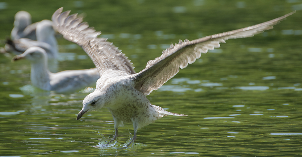 Nie ma to jak sch�odzi� st�pki w gor�ce po�udnie