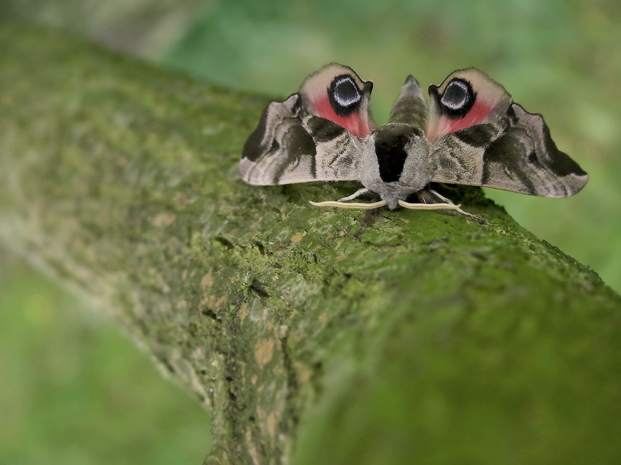 Smerinthus ocellata (L.)-nastrosz ppawik