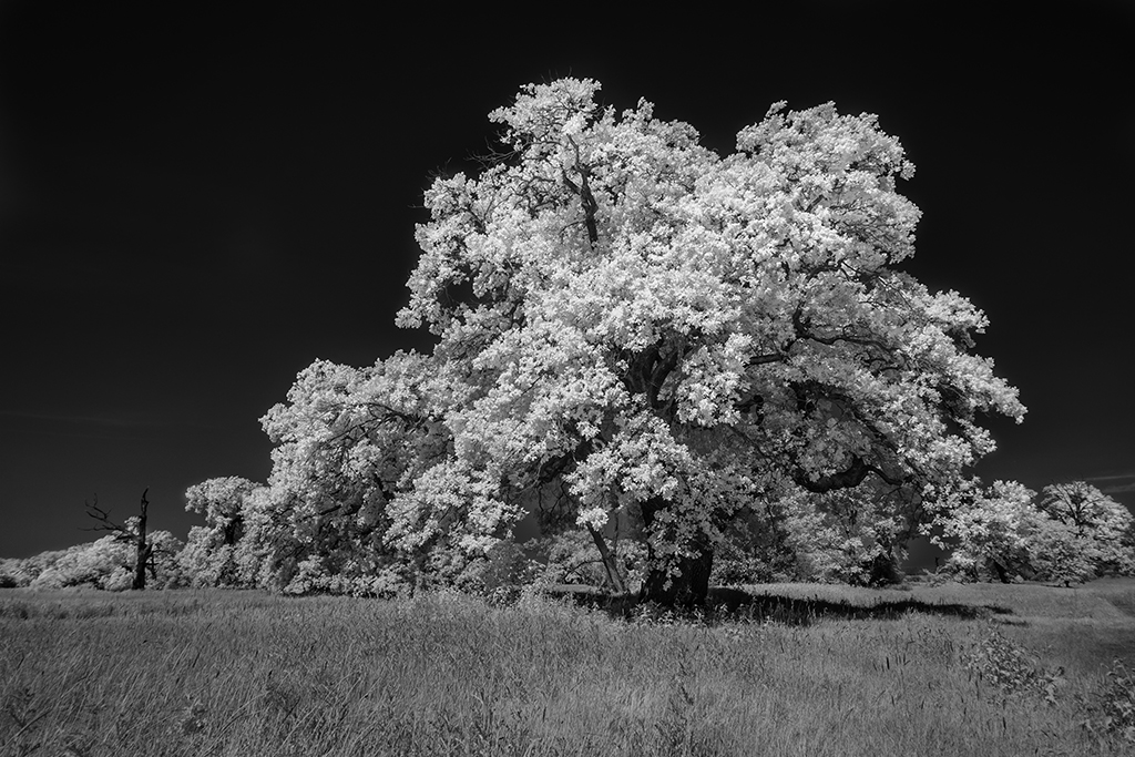 Rogalin IR II
