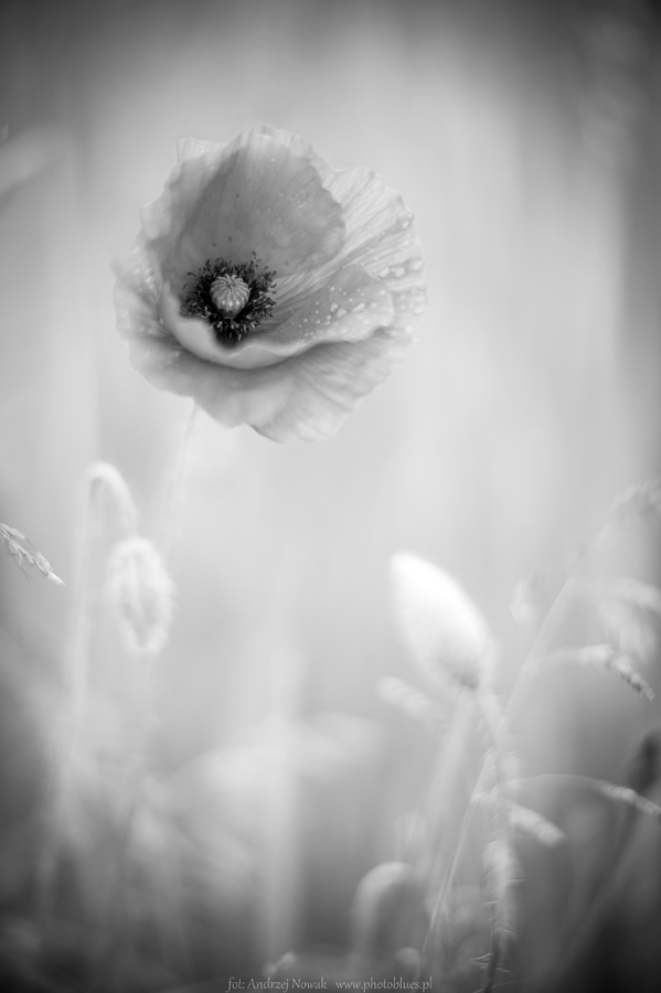 Black Poppy