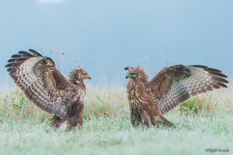 Myszow, Common Buzzard (Buteo buteo) ... 2014r