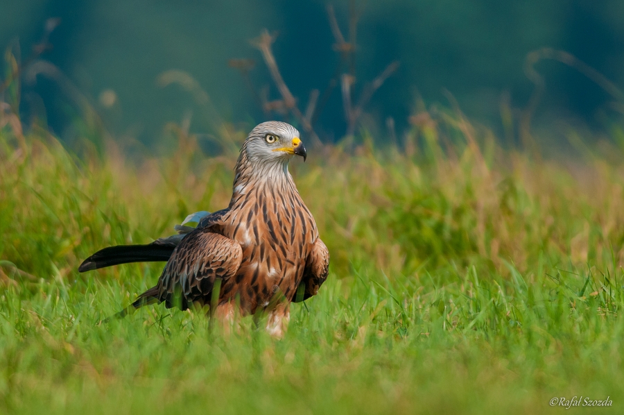 Kania Ruda, Red Kite (Milvus milvus) ... 2014r - Poland