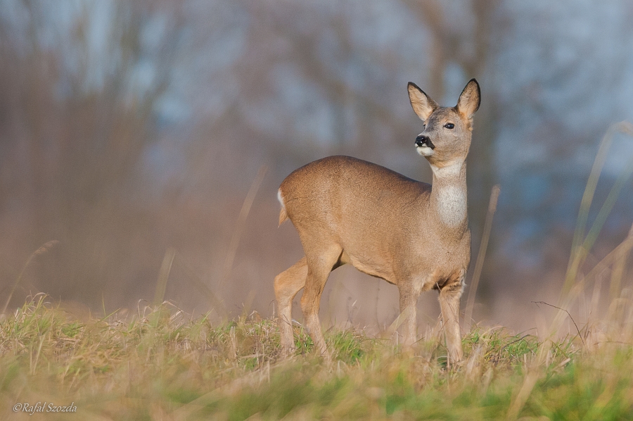 Sarna (Capreolus capreolus)