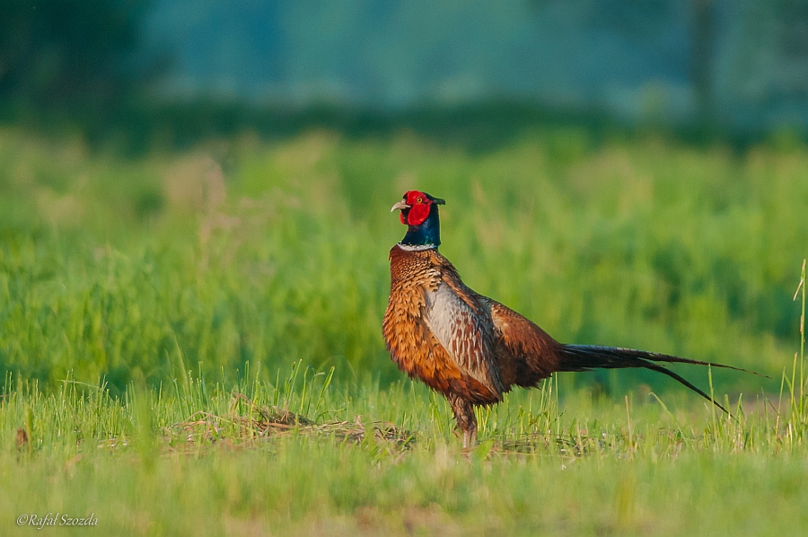 Baant, Common Pheasant (Phasianus colchicus) ... 2014r - Poland