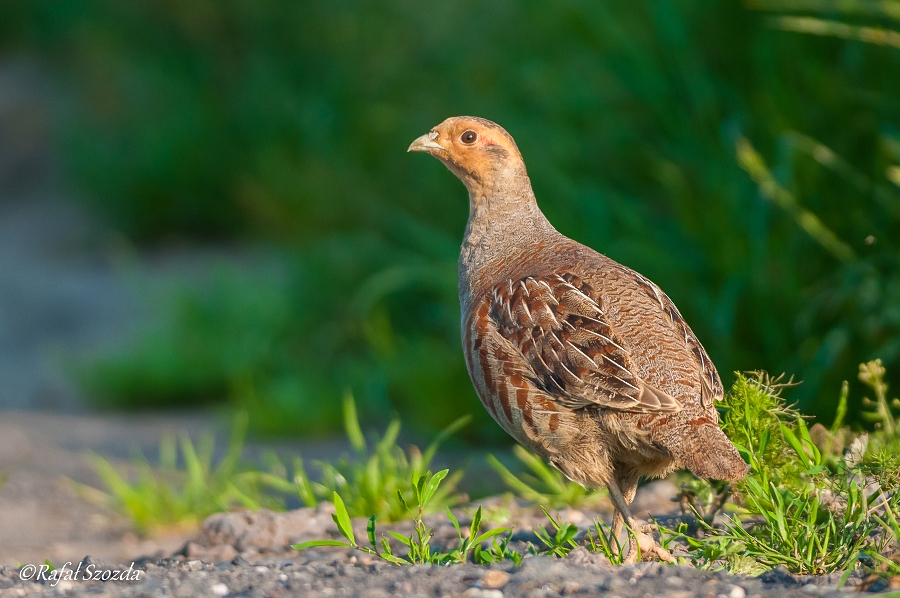 Kuropatwa, Grey Partridge (Perdix perdix)