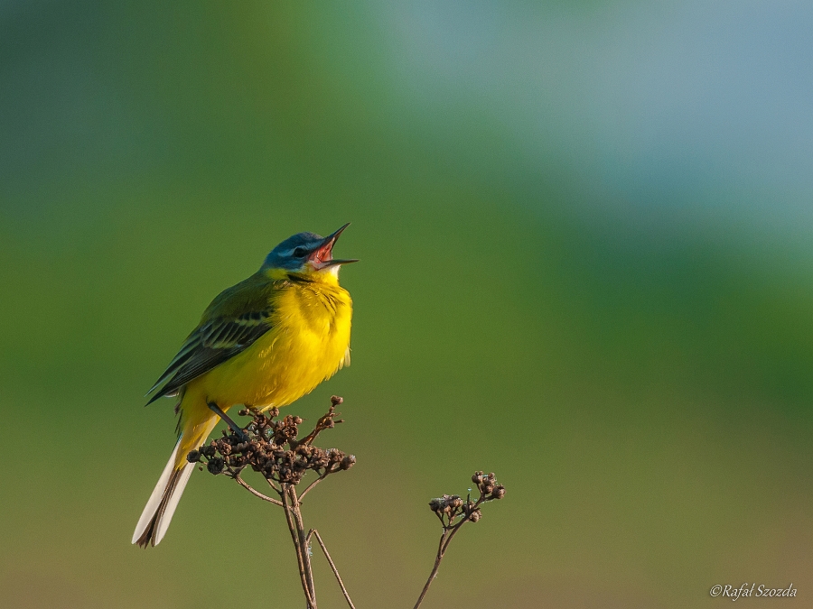 Pliszka ta, Blue-headed Wagtail (Motacilla flava)