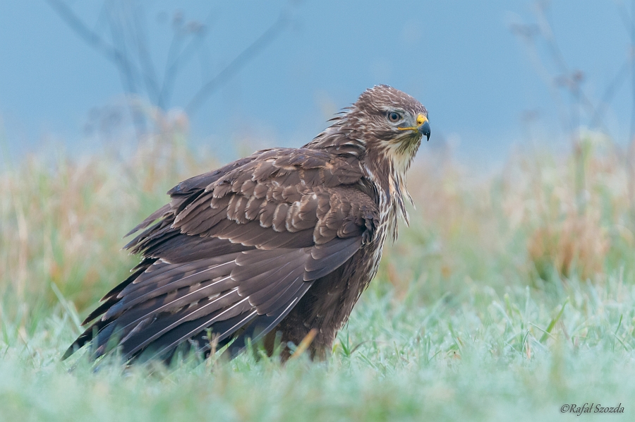 Myszow, Common Buzzard (Buteo buteo) ... 2014r