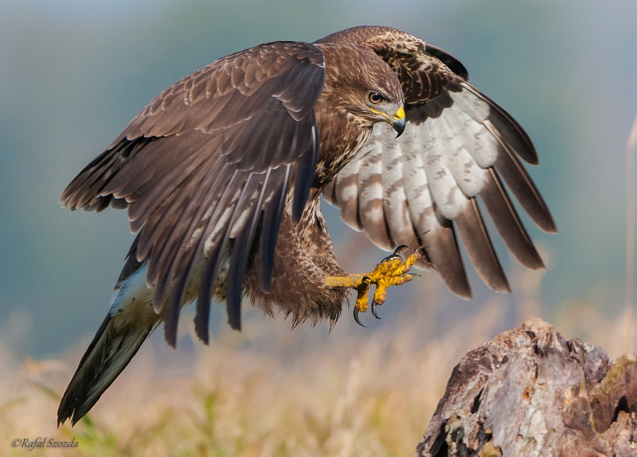 Myszow, Common Buzzard (Buteo buteo) ... 2014r - Poland