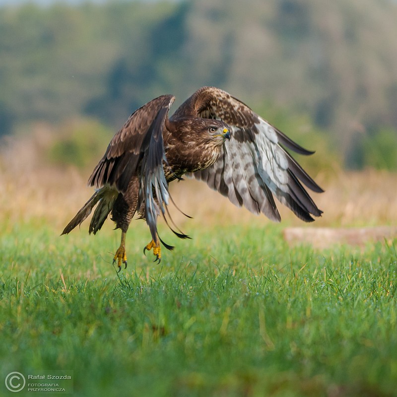 Myszow, Common Buzzard (Buteo buteo) ... 2014r