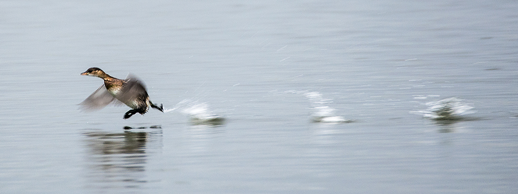 P�d (ku przysz�o�ci?)