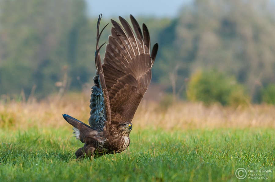 Myszow, Common Buzzard (Buteo buteo) ... 2014r