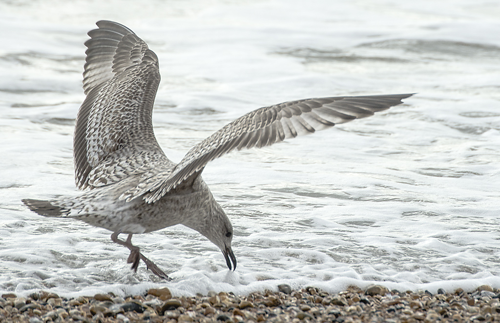 M�oda mewa srebrzysta