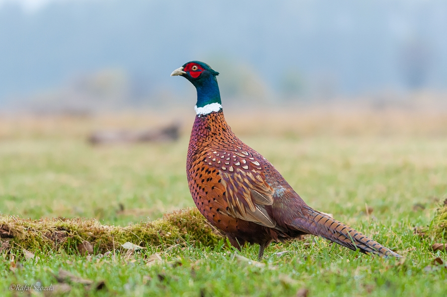 Baant, Common Pheasant (Phasianus colchicus) ... 2014r