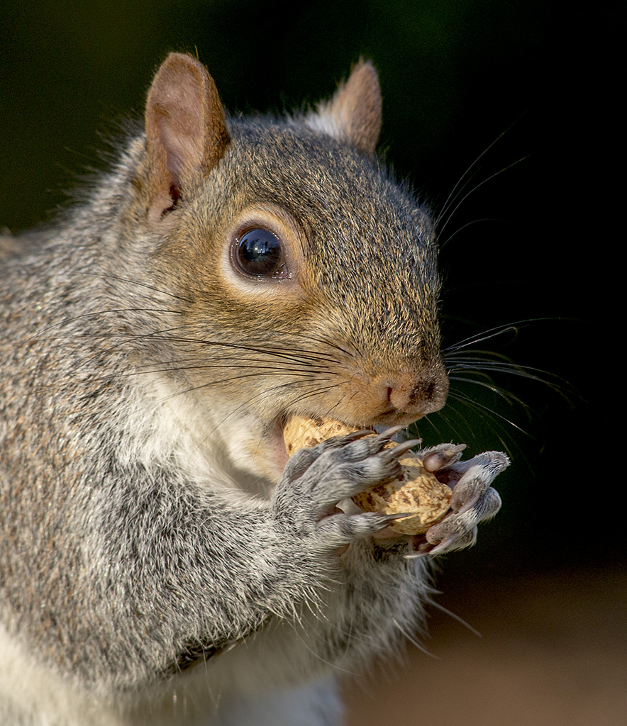 Szara, ale nie ca�kiem.