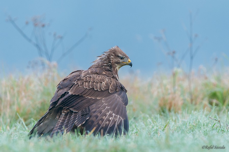 Myszow, Common Buzzard (Buteo buteo) ... 2014r