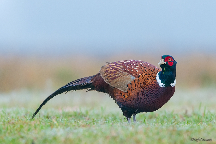 Baant, Common Pheasant (Phasianus colchicus) ... 2014r