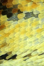 Łuski na skrzydłach motyla rusałki pawik (Inachis io). Światło odbite, obiektyw 10x.
