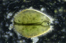 Mikroskopijny skorupiak wodny, małżoraczek (Ostracoda). Uchwycony pod mikroskopem w technice ciemnego pola. Obiektyw 20x.