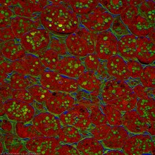 Komórki spichrzowe w ziarnie kukurydzy zobrazowane z użyciem mikroskopu konfokalnego Leica Stellaris 5 na statywie DMi8. Obiektyw 20x.