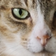 Damiano_Gatto